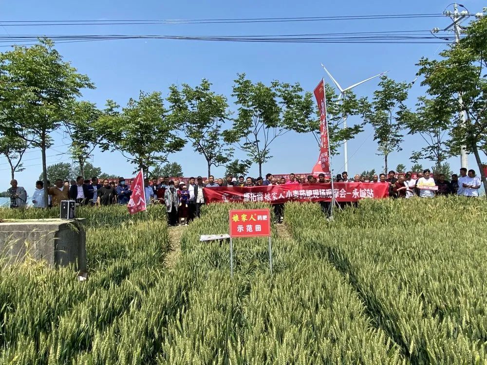 2021年康拓森永城站娘家人小麥藥肥觀摩會(huì)完滿結(jié)束！