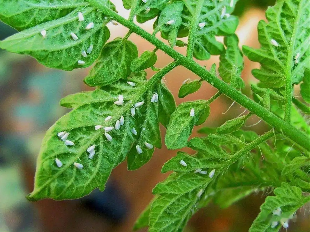 白粉虱打不干凈？教你打！
