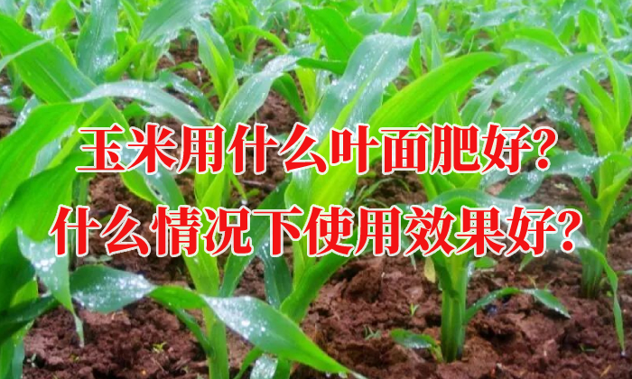 玉米用什么葉面肥好？什么情況下使用效果好？