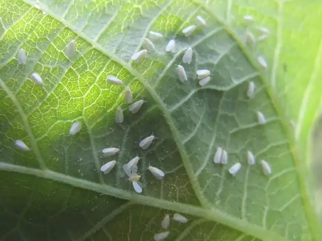 白粉虱，推薦五種防治方法！