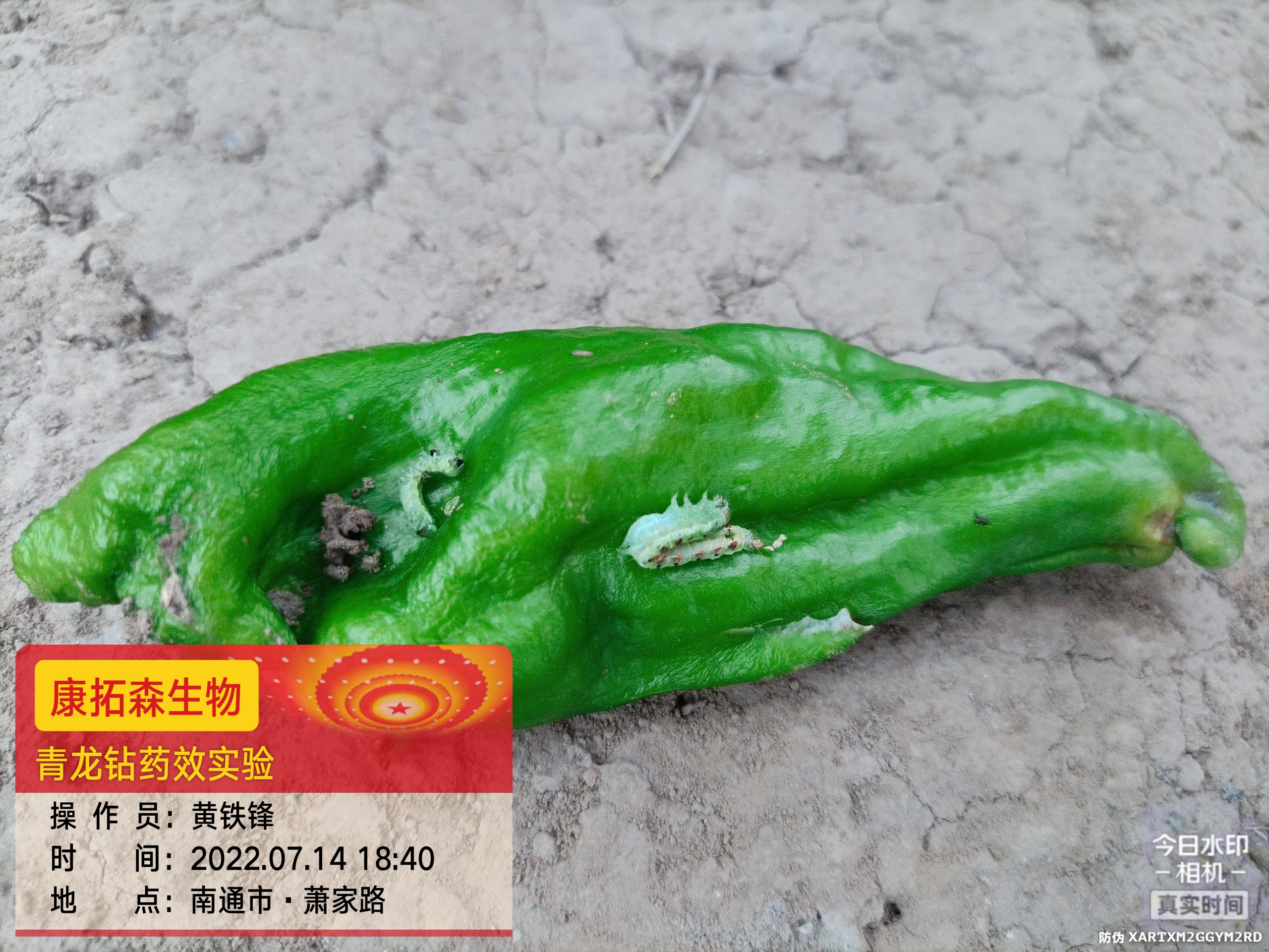 青蟲肆虐，辣椒減產(chǎn)！青龍鉆，來(lái)救場(chǎng)！