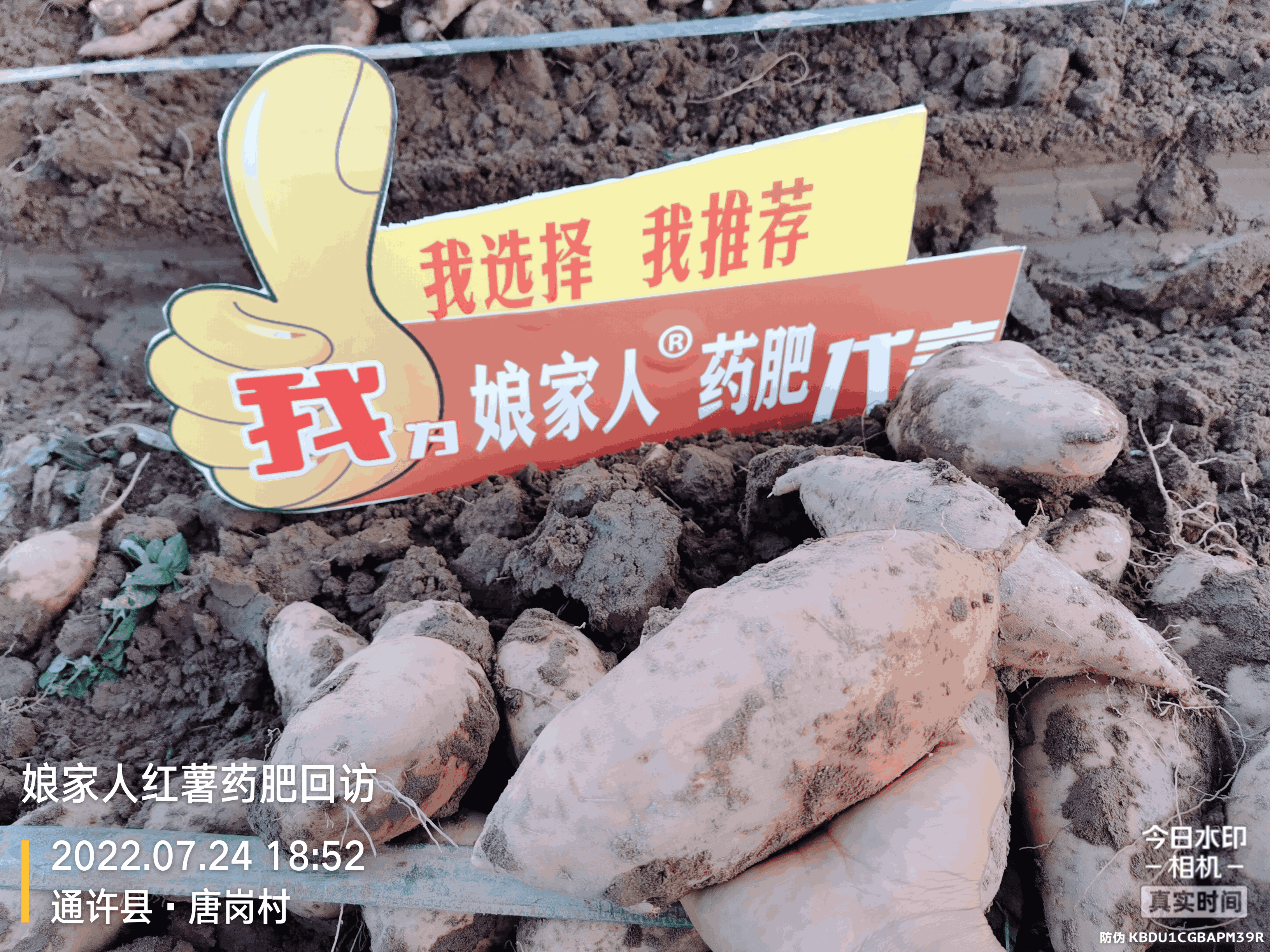 紅薯豐收，用了娘家人，“薯”你最棒！