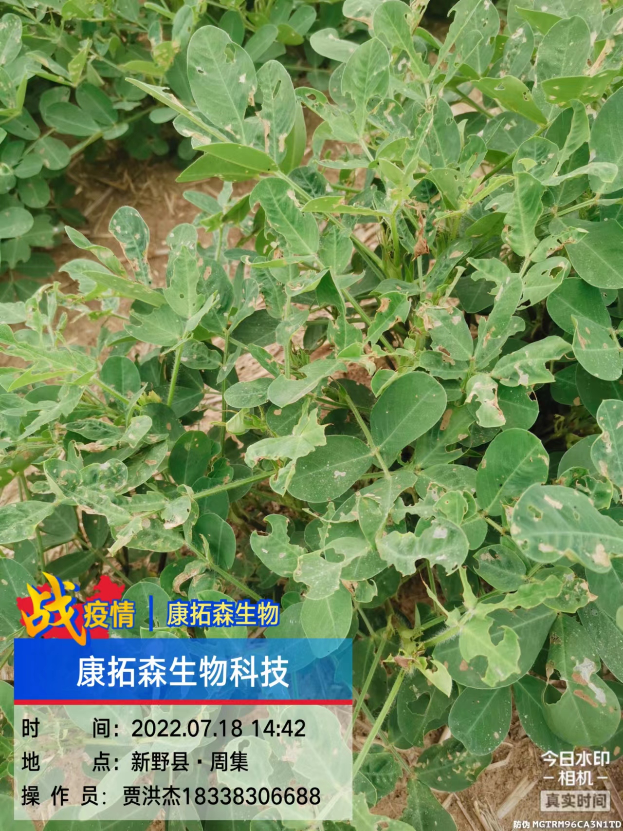玉米、花生、大豆抗性青蟲(chóng)該怎么打？