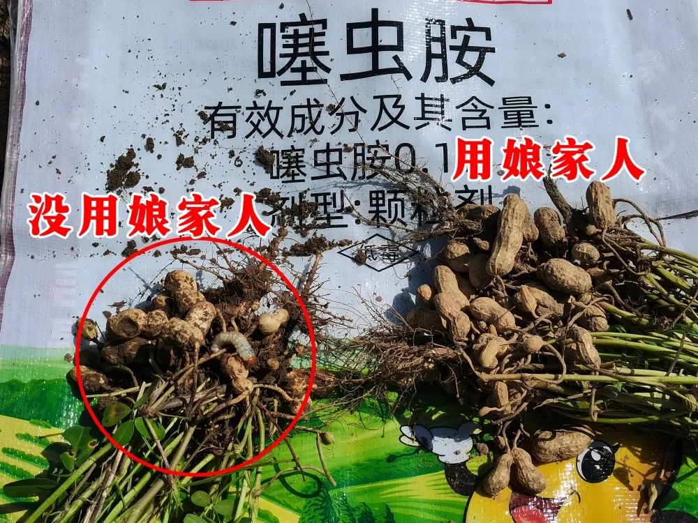 金秋花生回訪，農(nóng)戶的信任，來(lái)自于娘家人的肥效